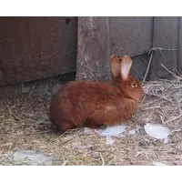 Кролики породы НЗК (новозеландская красная)