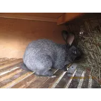 Кролик Серебристый